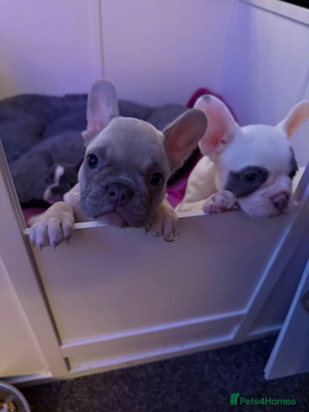 French Bulldog dogs for sale: Stunning French Bulldog Puppies for Sale - Advert 2