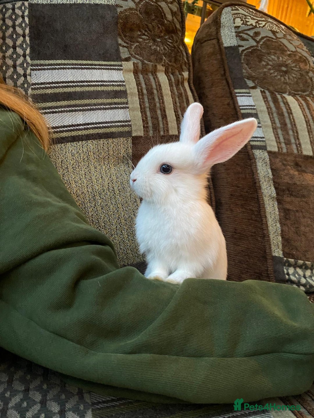 Mixed Breed rabbits for sale: 3 Mini Lop Cross Rabbits - Image 2