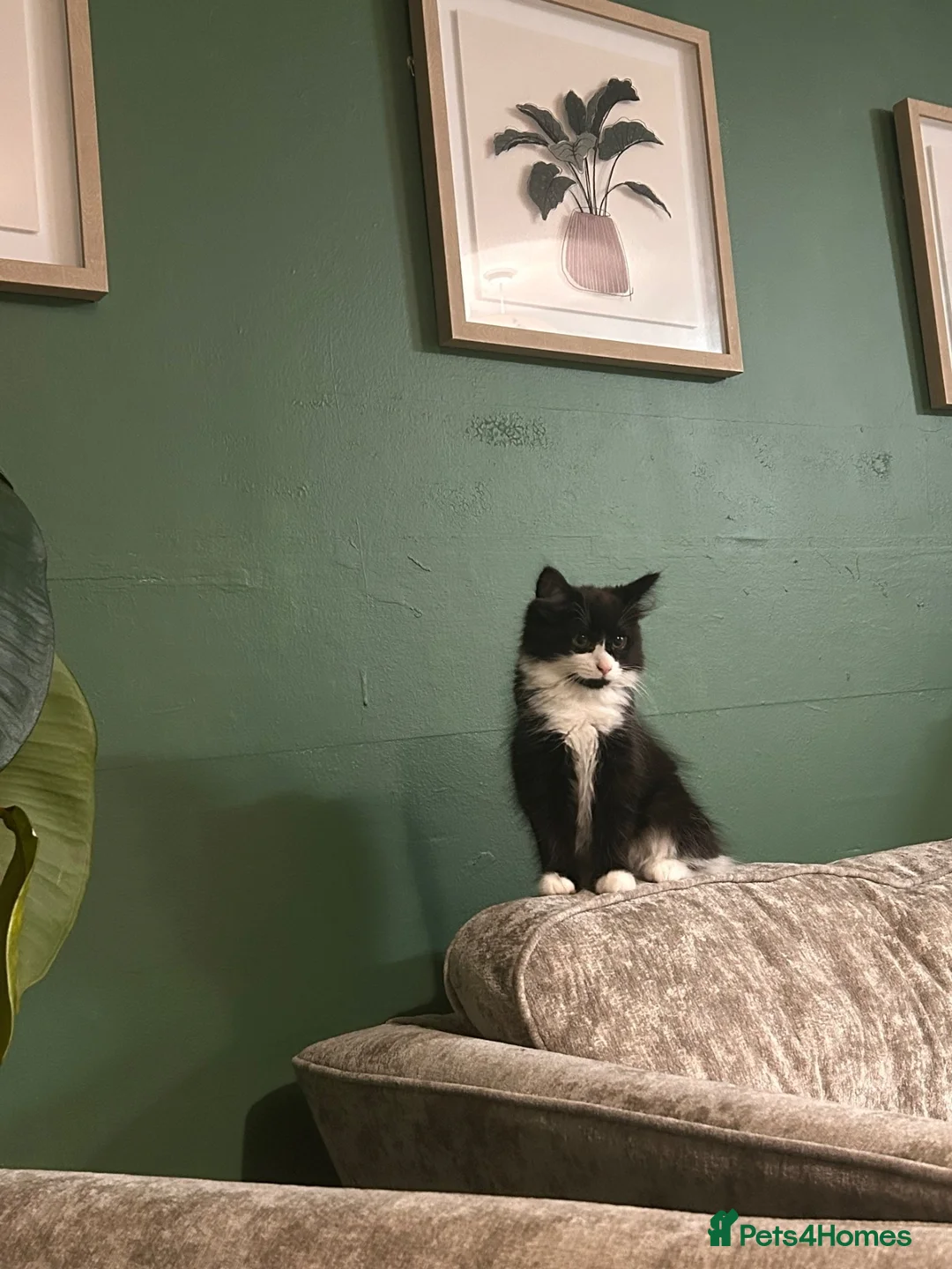Mixed Breed cats for sale: Cat with kittens  - Advert 1