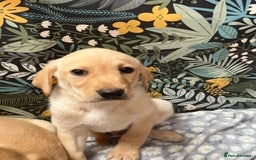 Labrador Retriever dogs for sale: Labrador puppy's  - Image 4