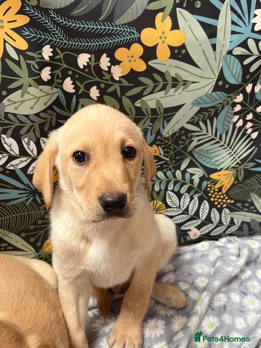 Labrador Retriever dogs for sale: Labrador puppy's  - Image 4
