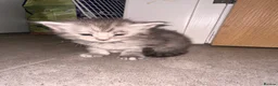 Maine Coon cats for sale: 🐾 Beautiful Maine Coon Kittens  - Advert 9