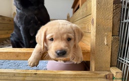 Labrador Retriever dogs for sale: 1 black boy left! ready to leave! Perfect labs! - Image 31