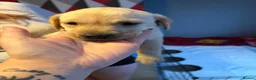 Labrador Retriever dogs for sale: Beautiful Labrador puppies for sale  - Advert 23