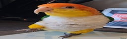 Parrots birds for sale: Male Caique close rung, dna sexed, silly tame - Advert 4