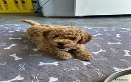 Poochon dogs for sale: Poochon male puppies  - Image 13