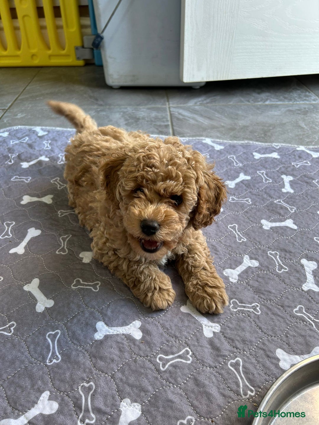 Poochon dogs for sale: Poochon male puppies  - Image 13