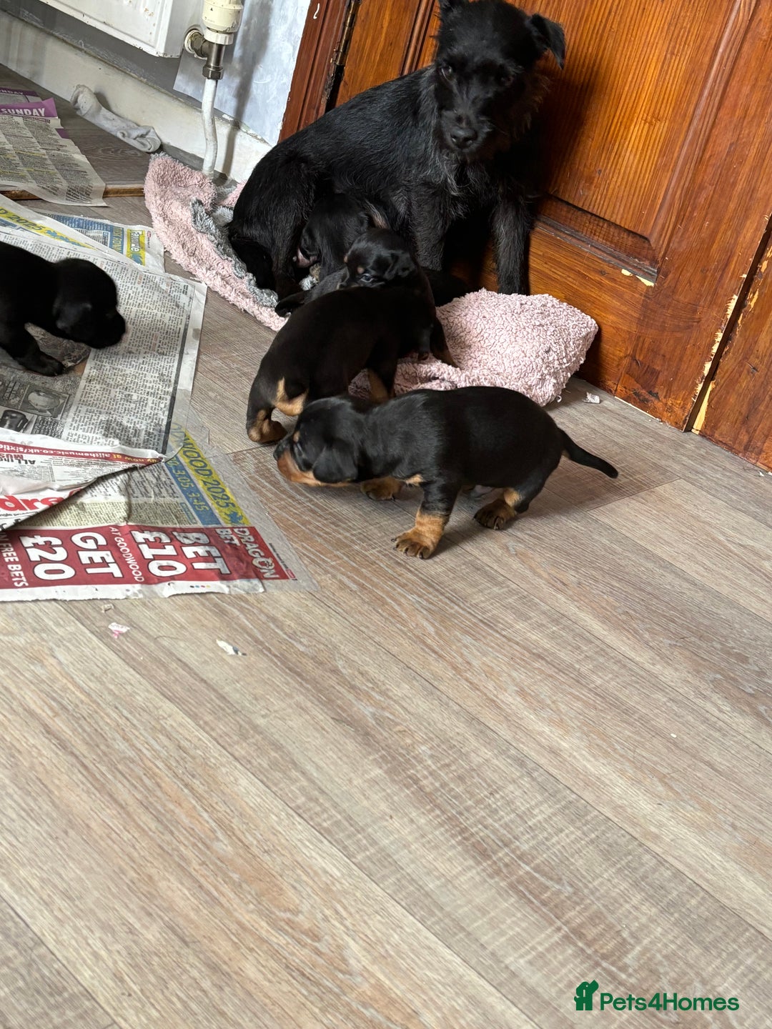 Mixed Breed dogs for sale: Dachshund x patterdale - Image 3