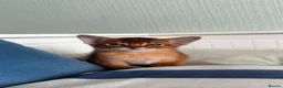 Abyssinian cats for sale: Abyssinian kittens  - Advert 17