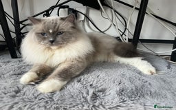 Ragdoll cats for stud: Amazing proven stud !!!  in Romford - Image 17
