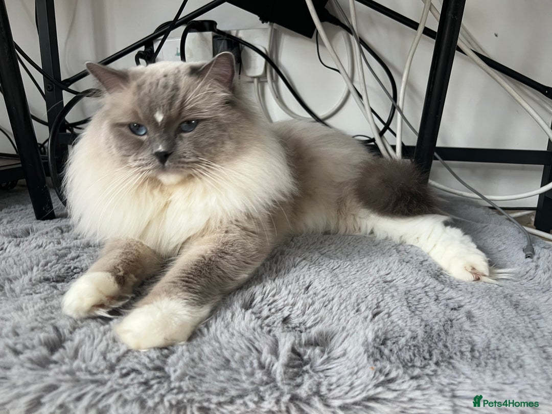 Ragdoll cats for stud: Amazing proven stud !!!  in Romford - Image 17