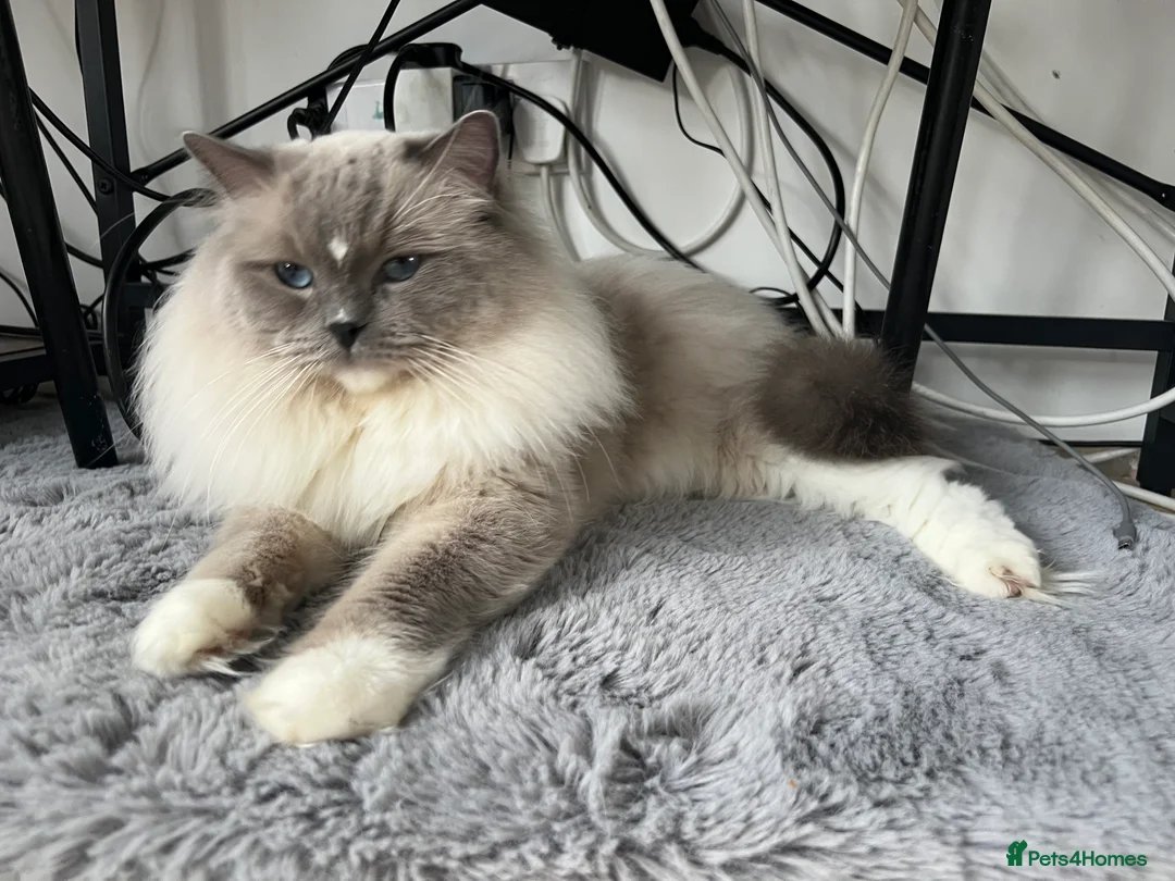 Ragdoll cats for stud: Amazing proven stud !!!  in Romford - Advert 17