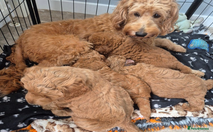Cockapoo dogs - Advert 1