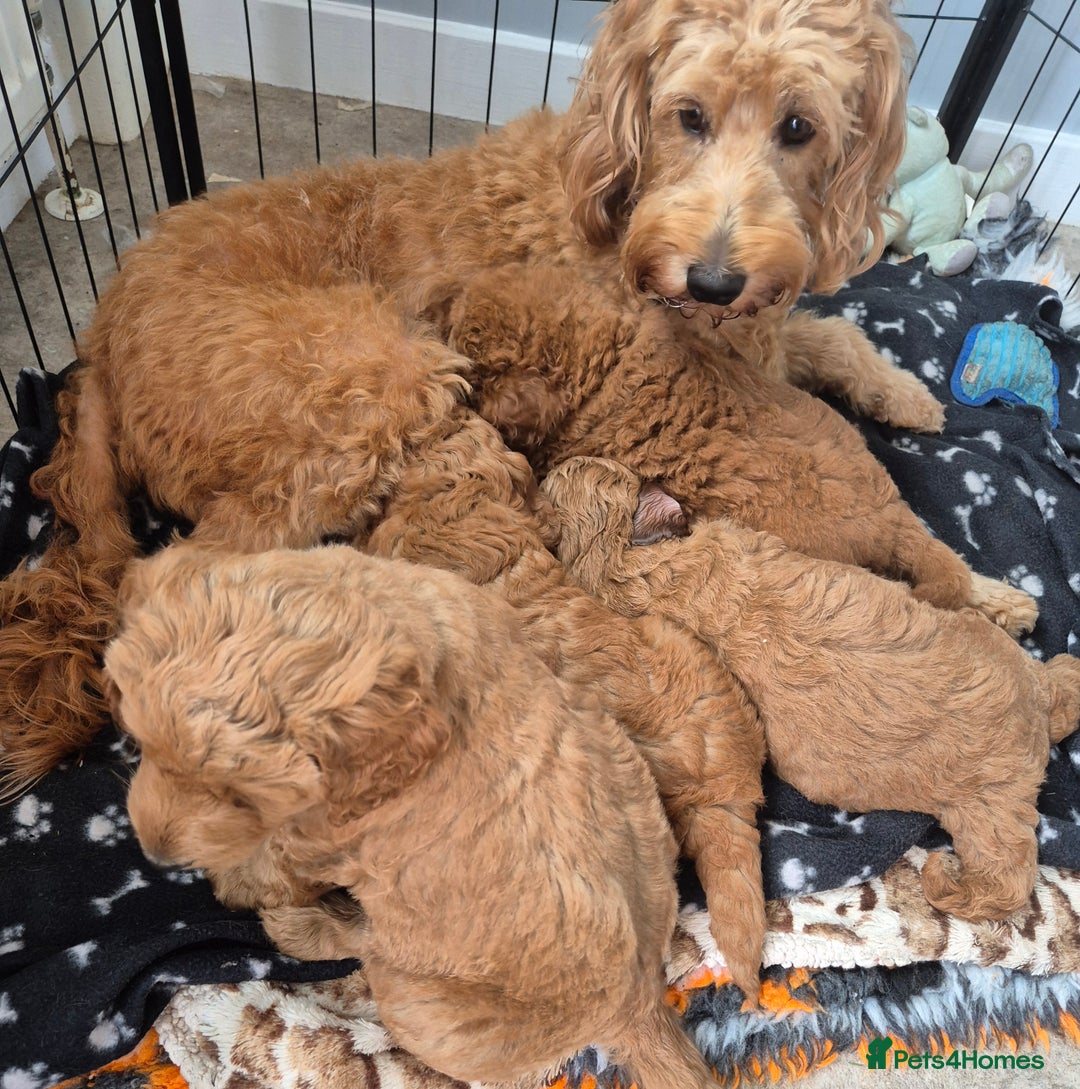 Cockapoo dogs for sale: Cockapoo f1b - Image 1