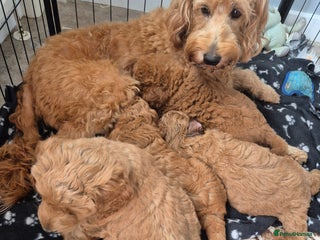 Cockapoo dogs - Advert 19