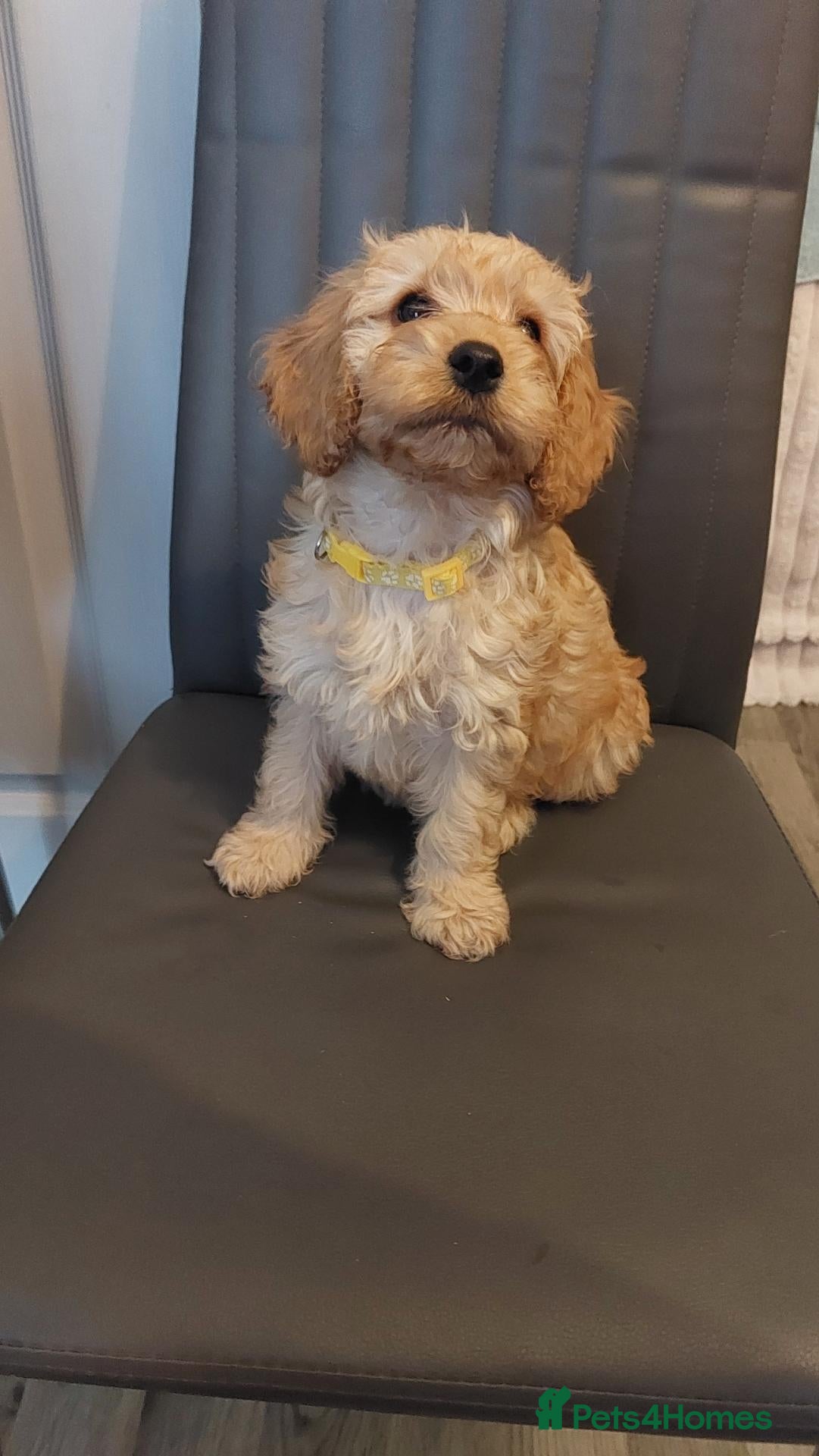 Cockapoo dogs cockapoos 7 LEFT !!!!!!! - Advert 1