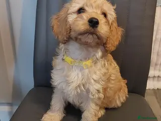 Cockapoo dogs cockapoos 7 LEFT !!!!!!! - Advert 1