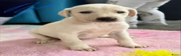 Mixed Breed dogs for sale: My beautiful Salukis puppy’s  - Advert 20