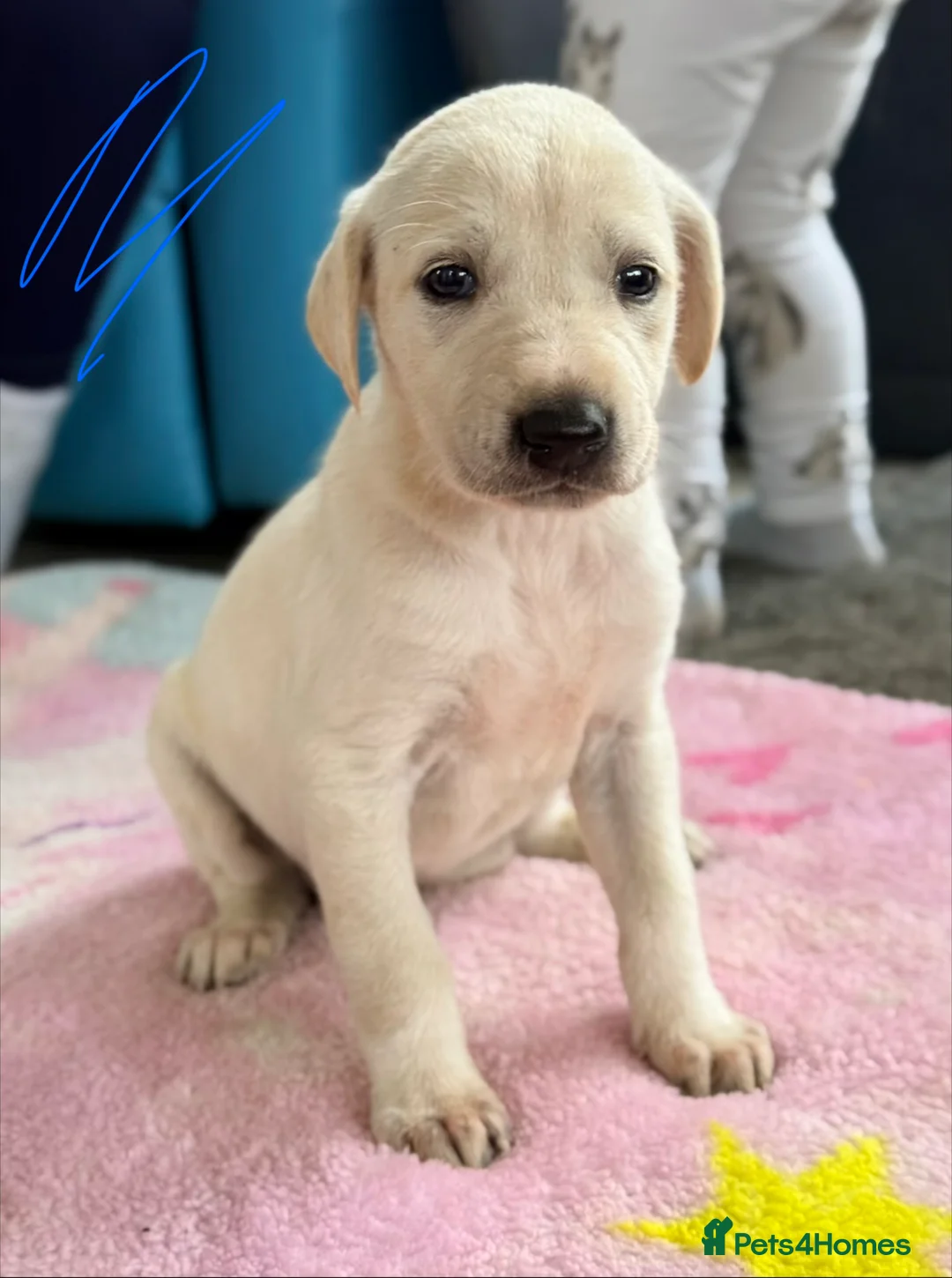 Mixed Breed dogs for sale: My beautiful Salukis puppy’s  - Advert 20