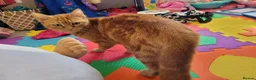 Mixed Breed cats for sale: Ginger Boy Kitten - Advert 1