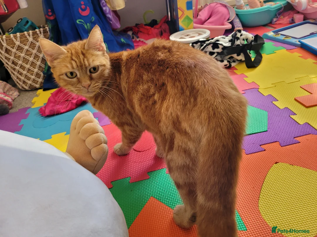 Mixed Breed cats for sale: Ginger Boy Kitten - Advert 1