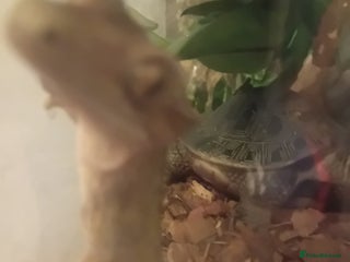 Gecko reptiles in Wembley - Advert 17