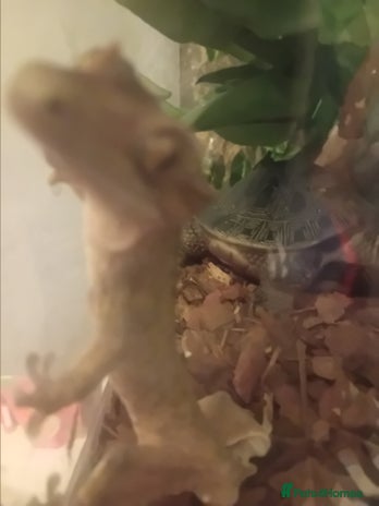 Gecko reptiles in Wembley - Advert 15