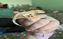 Gecko reptiles for sale: Lilly white and Dalmatian harlequin crested geckos - Image 5