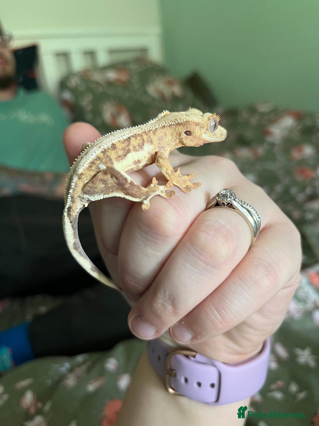 Gecko reptiles for sale: Lilly white and Dalmatian harlequin crested geckos - Image 5