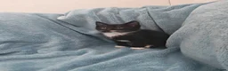 Mixed Breed cats for sale: Beautiful Kittens VIDEOS - Advert 22
