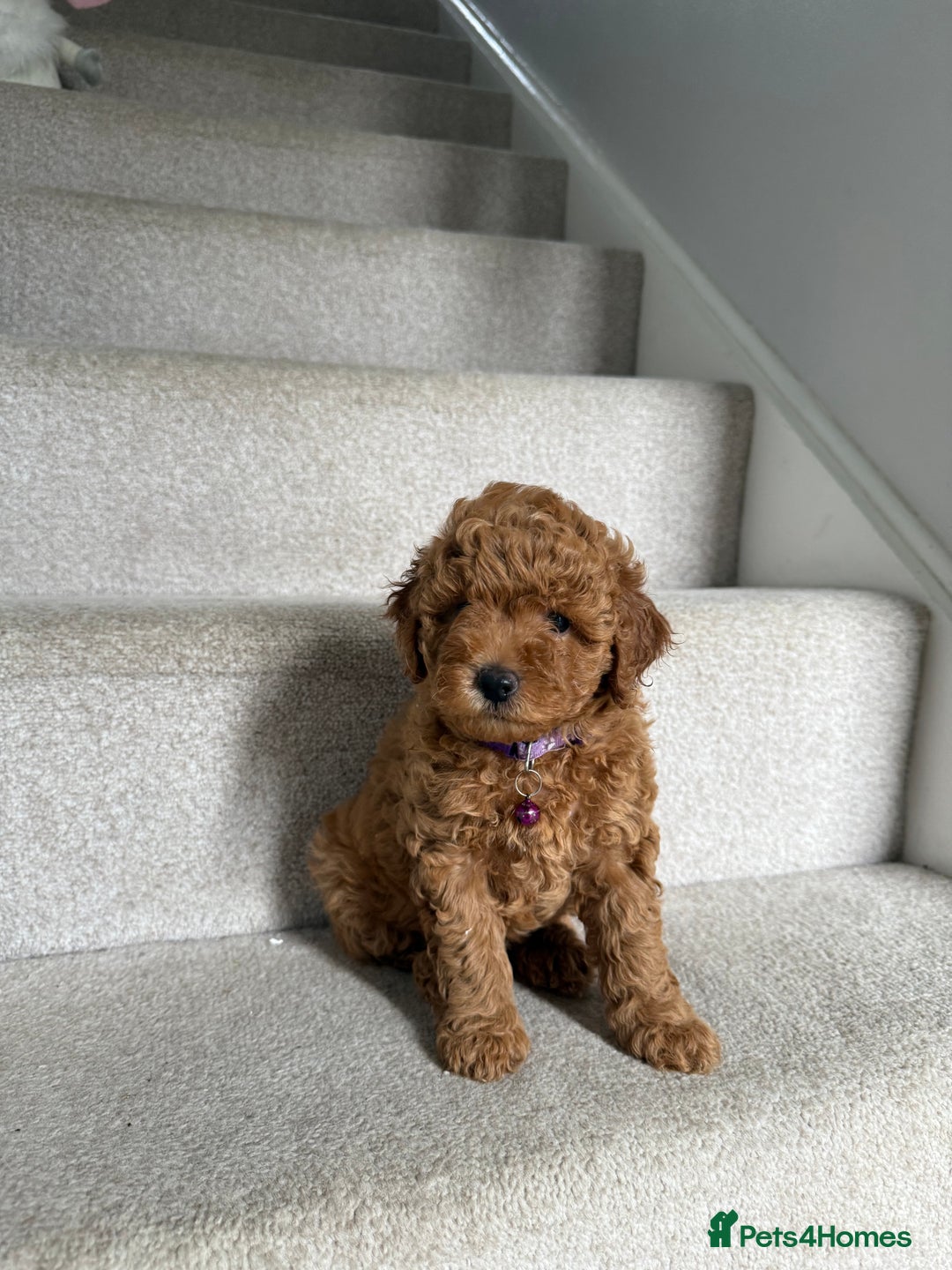 Poochon dogs for sale: Poochon puppies READY TO LEAVE 🐶  - Image 5