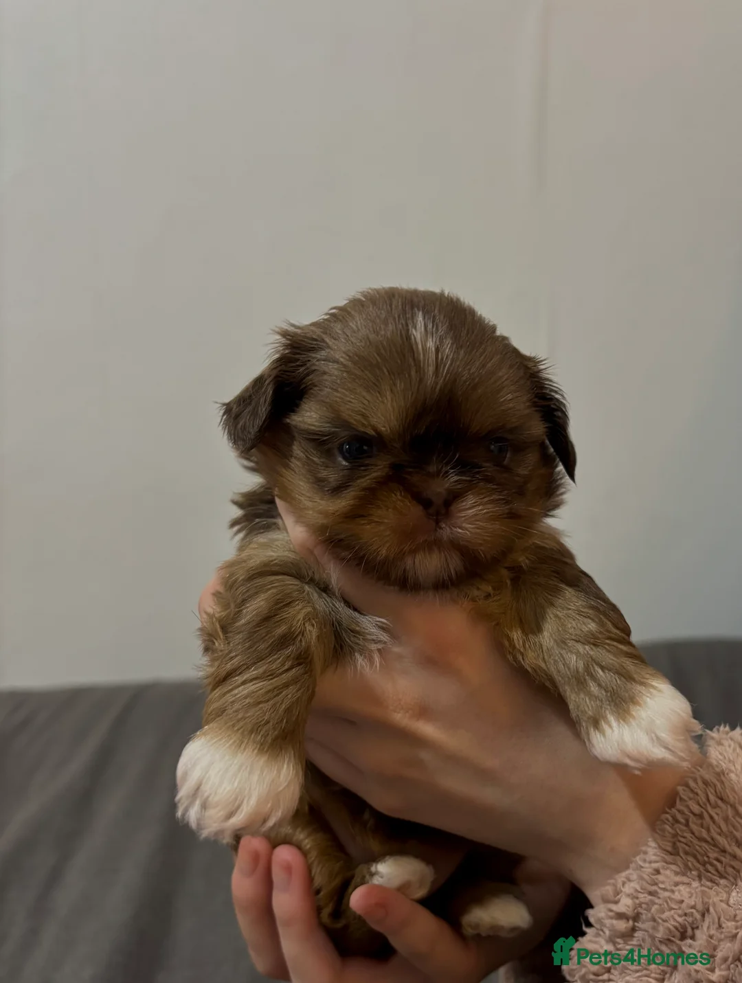 Shih Tzu dogs for sale: Imperial Shih Tzu🐾 in Liverpool - Advert 2