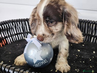 Cocker Spaniel dogs Working type rare marking cocker spaniels - Advert 1