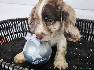 Cocker Spaniel dogs Working type rare marking cocker spaniels - Advert 7