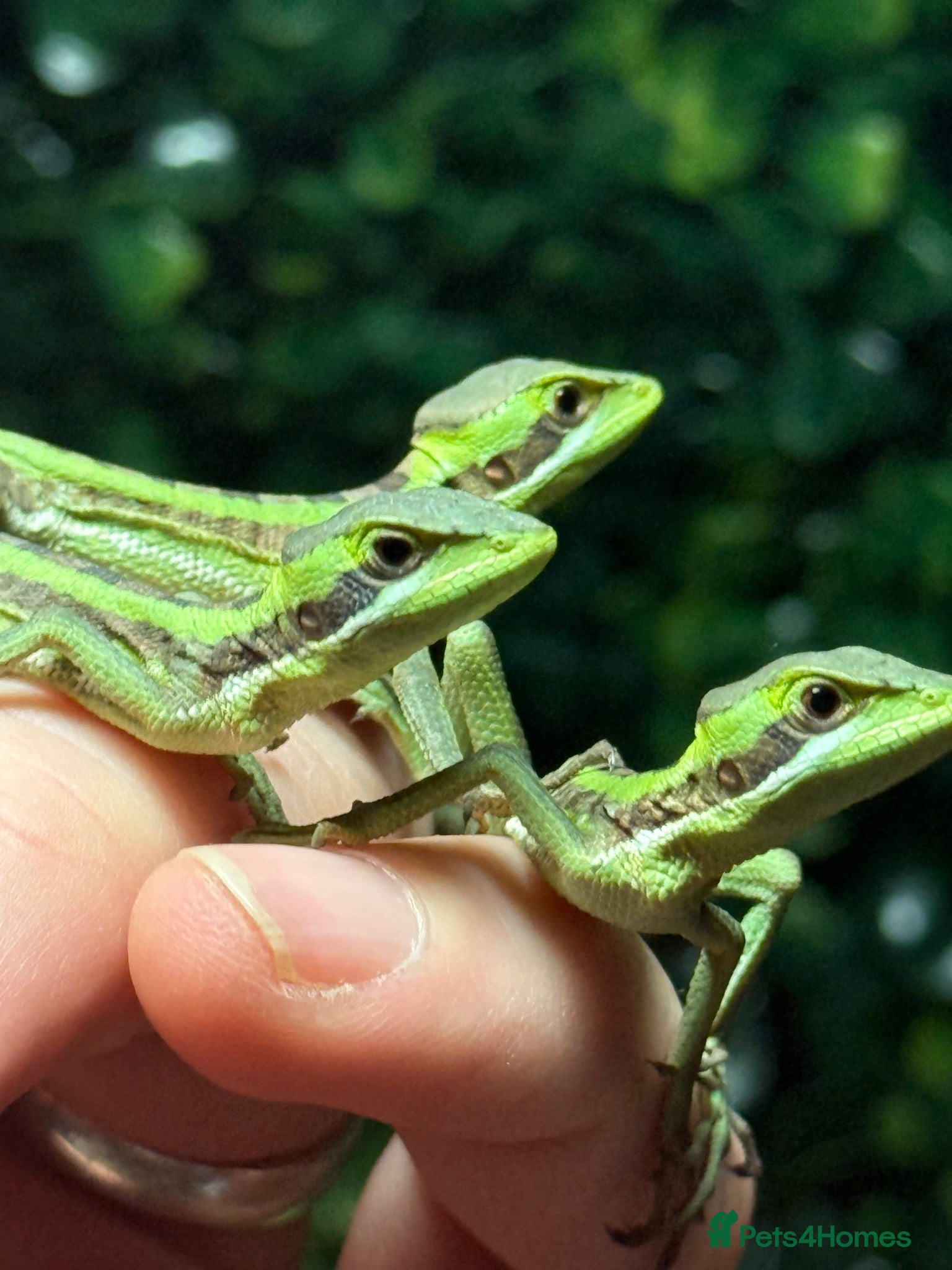Iguana reptiles Cb26 Baby Casque Head Iguanas WOW!  - Advert 2