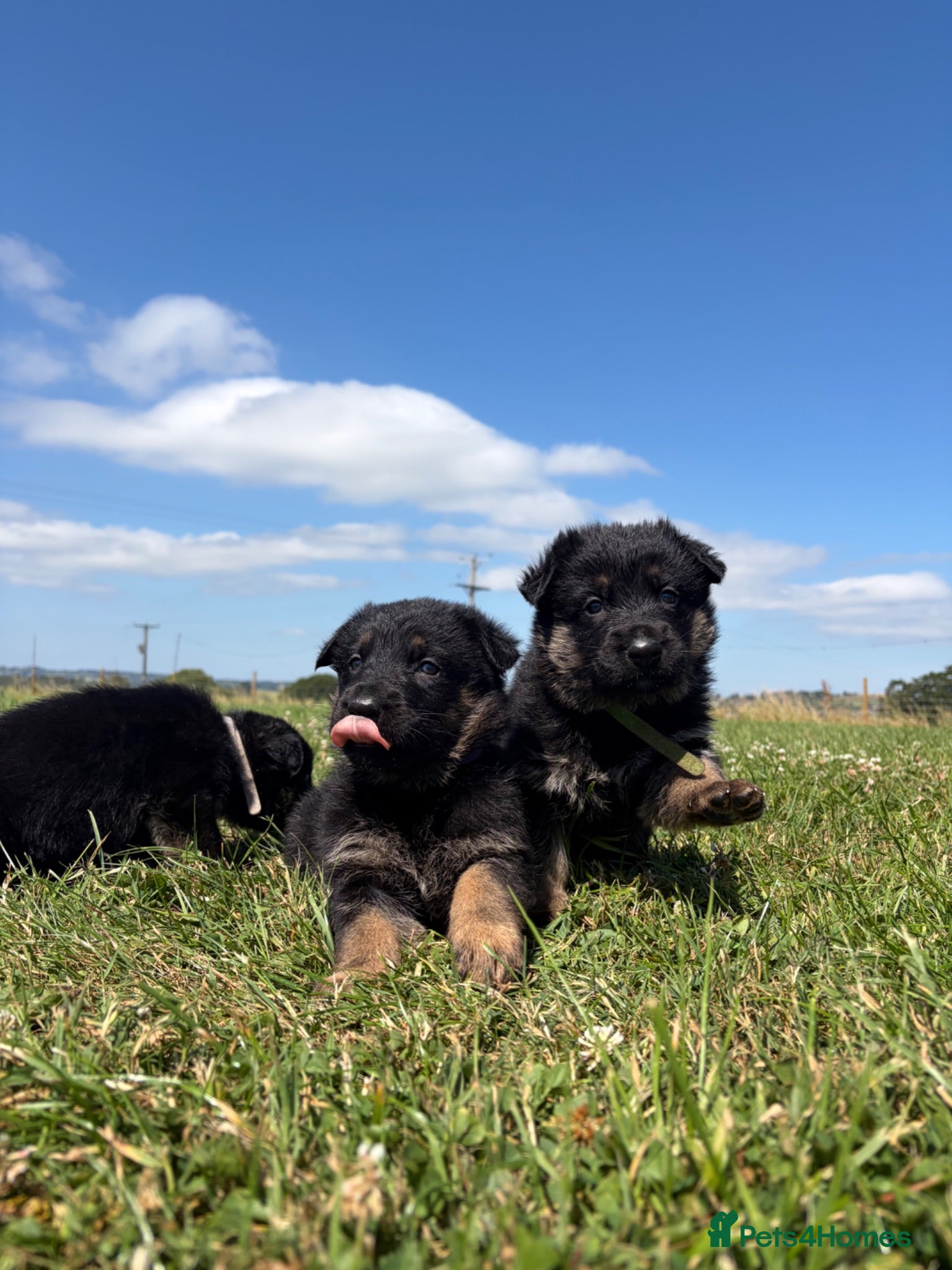 German Shepherd dogs Viewing from this weekend! - Advert 2