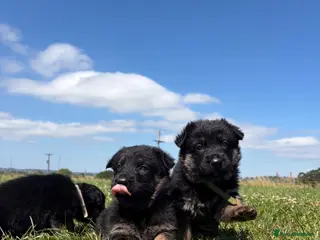 German Shepherd dogs Viewing from this weekend! - Advert 2
