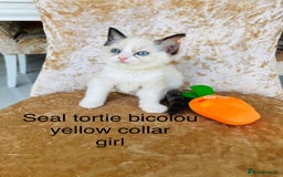 Ragdoll cats for sale: Beautiful ragdoll kittens  - Image 7