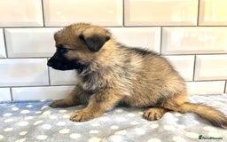 German Shepherd dogs for sale: KC Registered German Shepard Babies 🐾🐾🐾 - Image 3