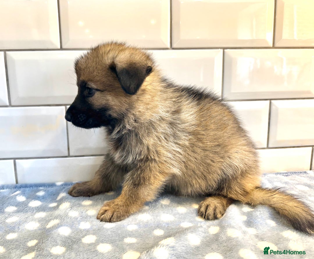 German Shepherd dogs for sale: KC Registered German Shepard Babies 🐾🐾🐾 - Image 3