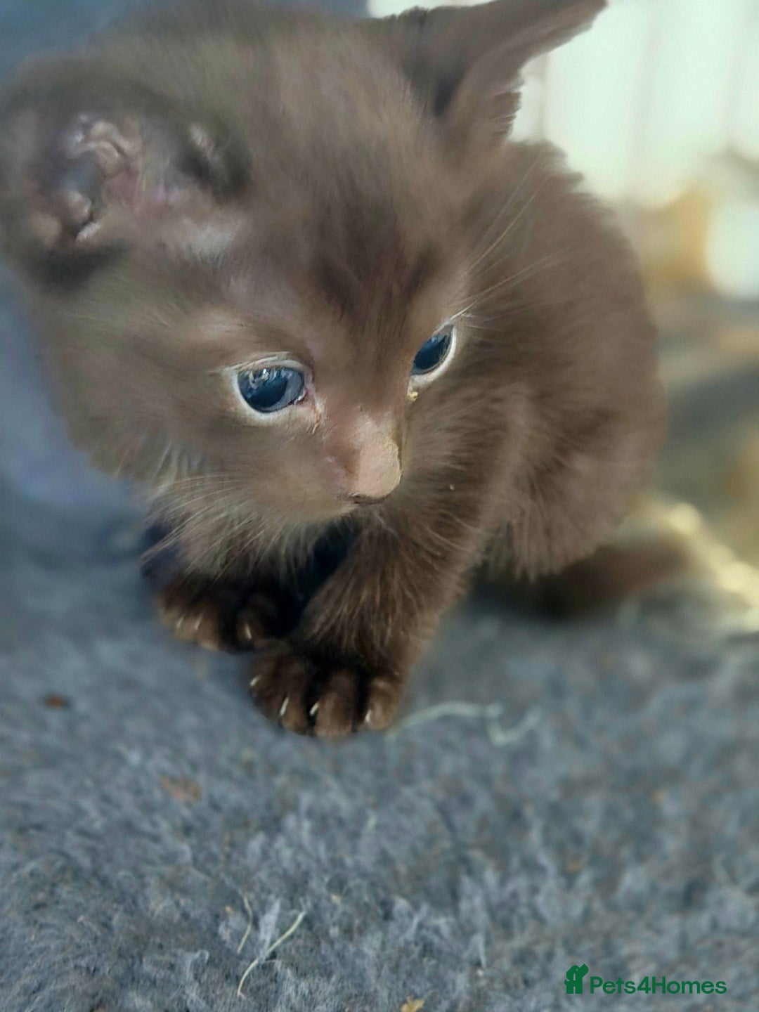 Siamese cats for sale: Beautiful 2 Havana browns and 2 C/ point siamese  - Image 11