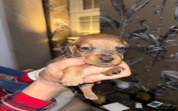 Dachshund dogs for sale: Tekel (wire haired dachshund) puppies for sale  - Image 6