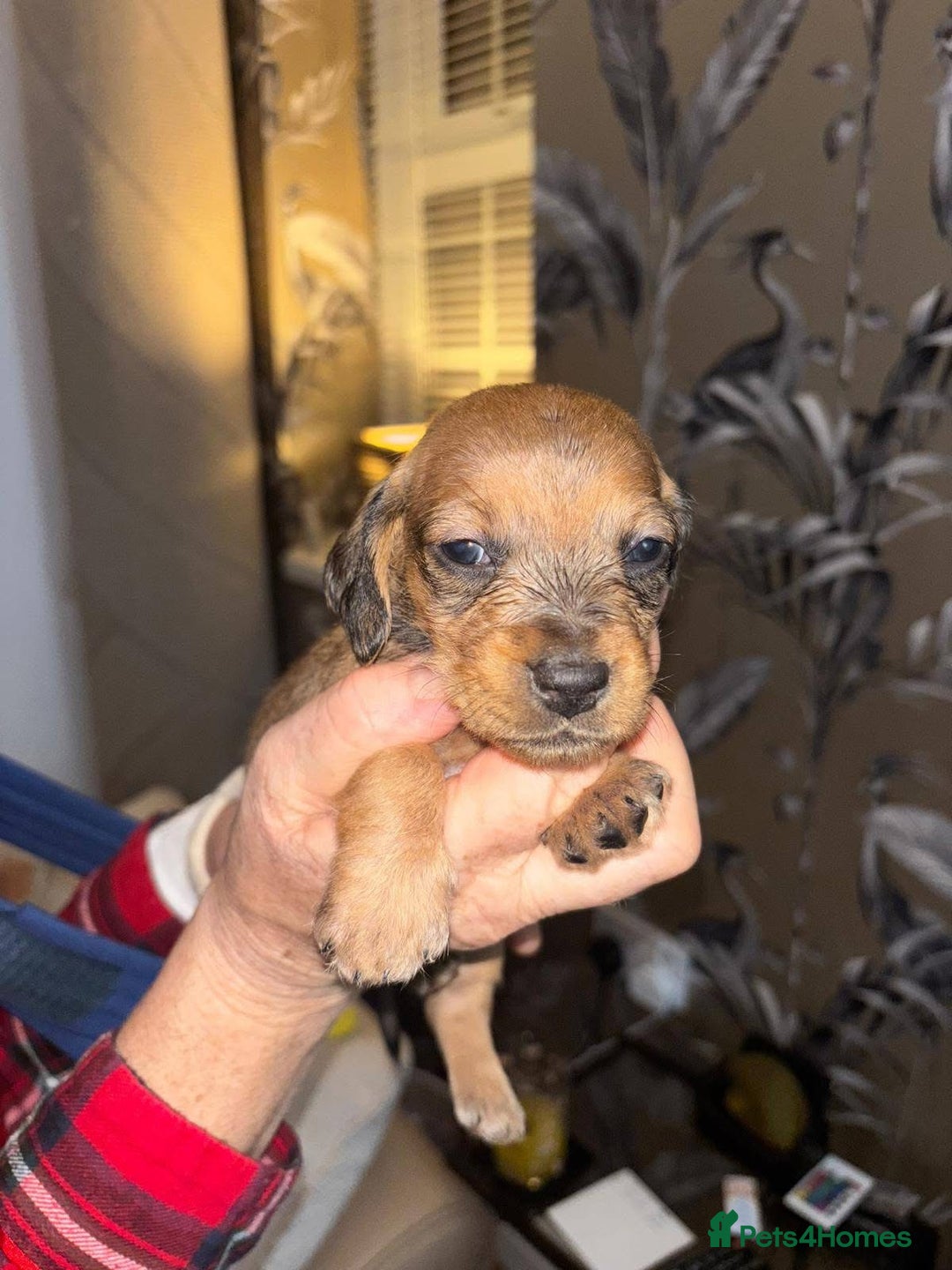 Dachshund dogs for sale: Tekel (wire haired dachshund) puppies for sale  - Image 6