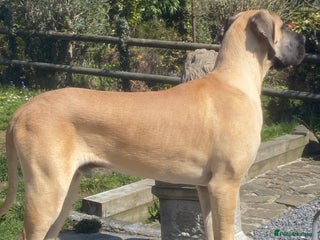 Great Dane dogs in Llanelli - Advert 18