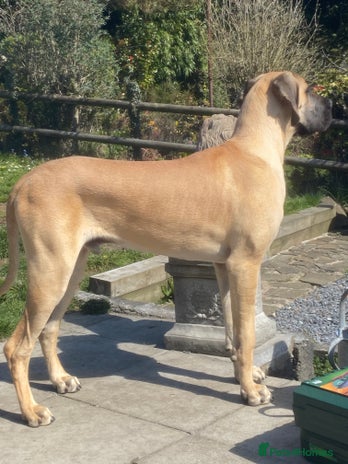 Great Dane dogs in Llanelli - Advert 1