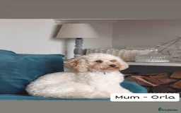 Cockapoo dogs for sale: F1B Small Cockapoo Puppies. Only 2 boys available  - Image 8