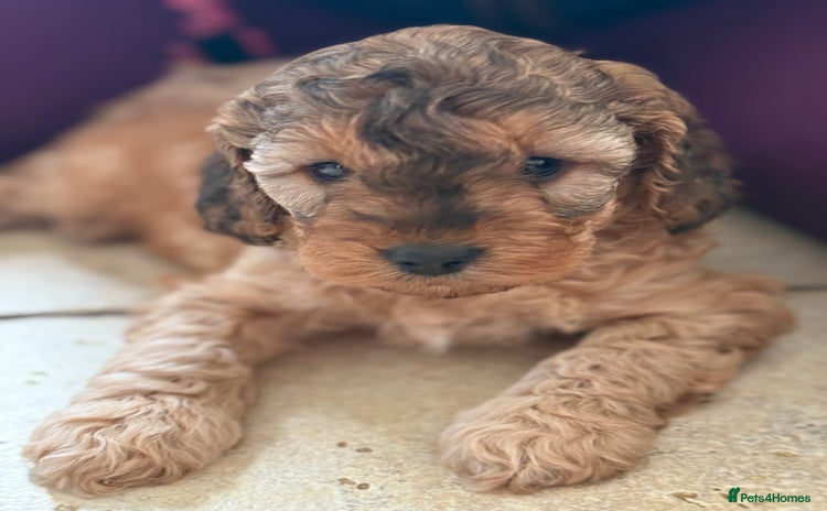 Cockapoo dogs - Advert 1