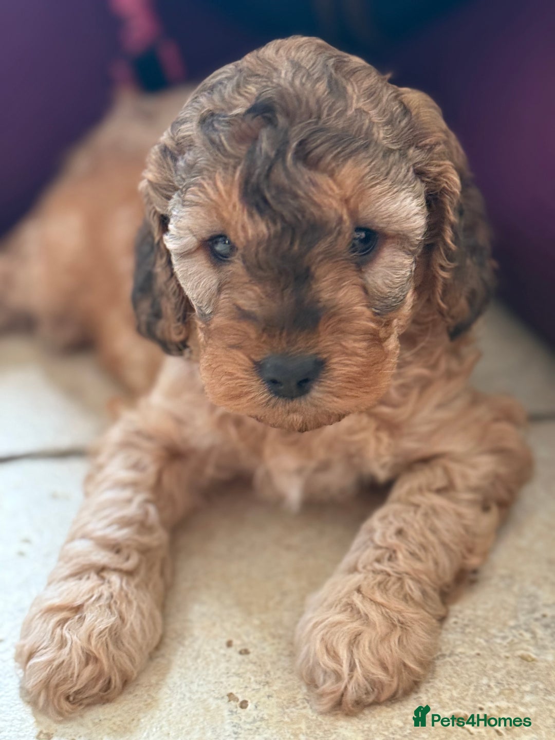 Apricot Cockapoo Cockapoo Cumbria F1B Cockapoo Puppies Star