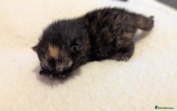 Mixed Breed cats for sale: Beautiful litter of kittens - Image 15