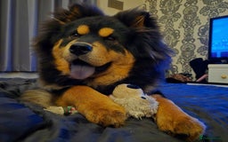 Chow Chow dogs for sale: Genuine Teddy Bear Chowski Puppies - Image 39